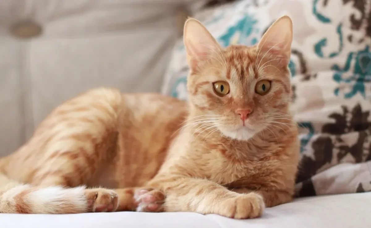 Sonhar com gato amarelo pode ter diferentes interpretações