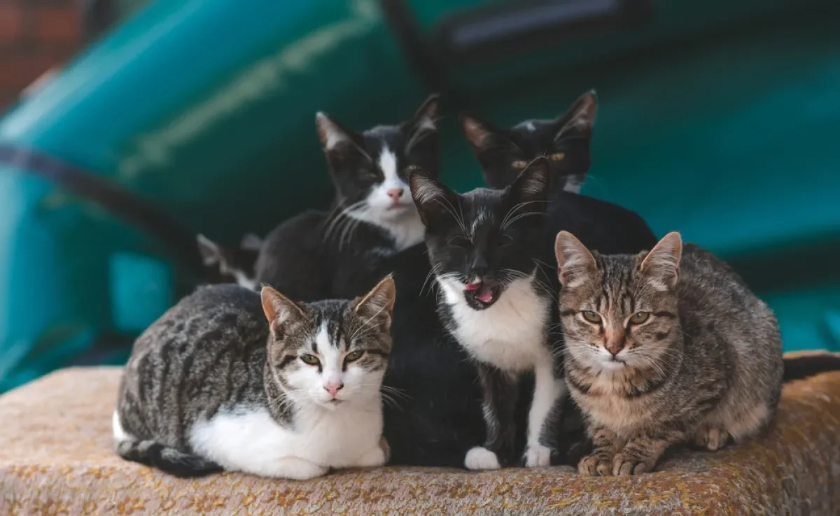 Sonhar com muitos gatos pode ser um alerta sobre as energias que te rodeiam