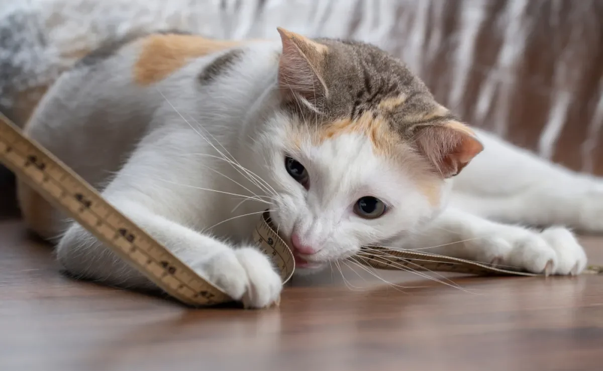 Veja algumas dicas de como medir o tamanho de um gato