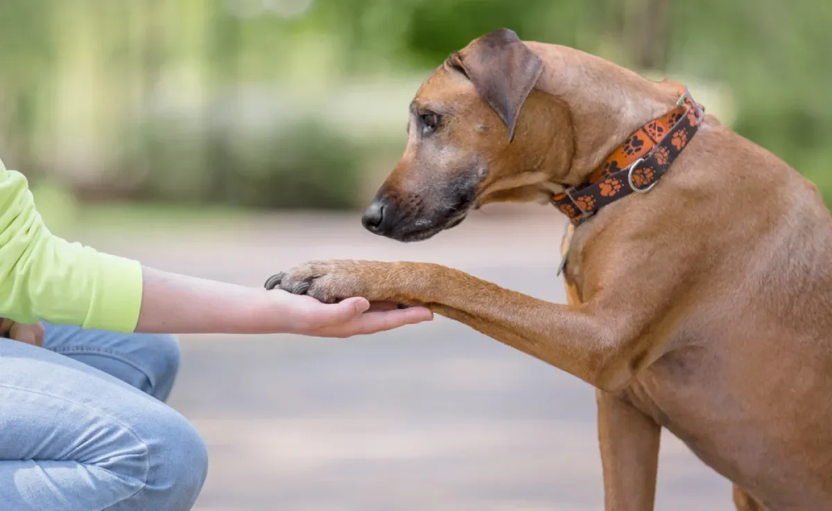 Vários truques para cachorro são muito simples de botar em prática