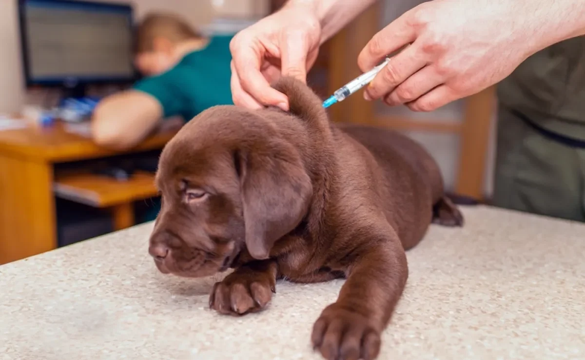 A vacina para cachorro é essencial para proteger os peludos de várias doenças