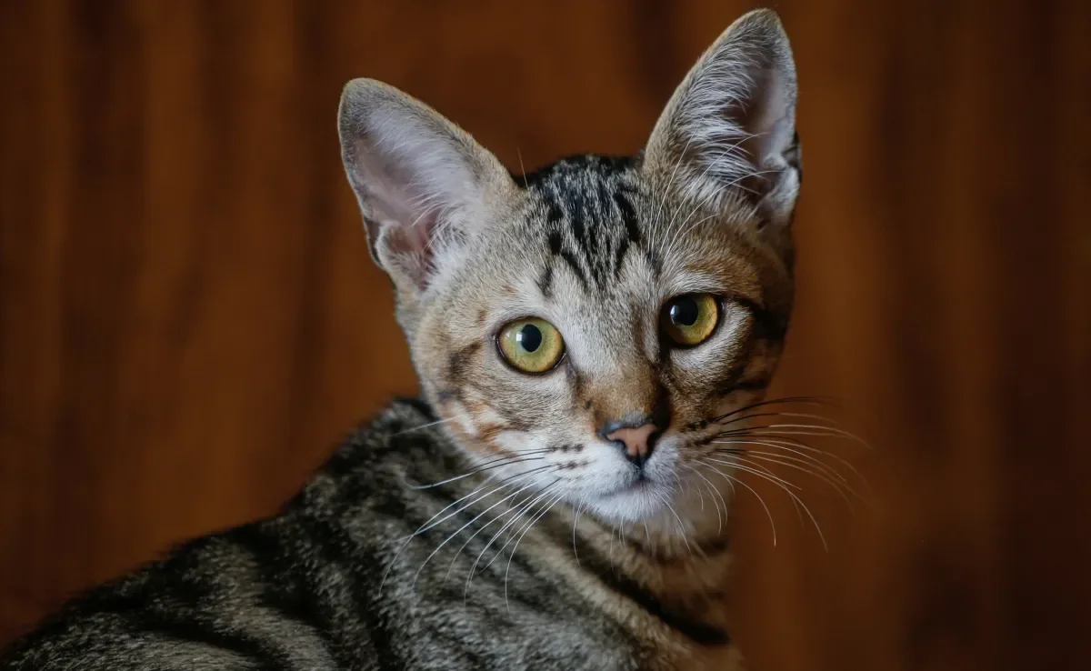 Veja como diferenciar um Brazilian Shorthair de um gato rajado sem raça