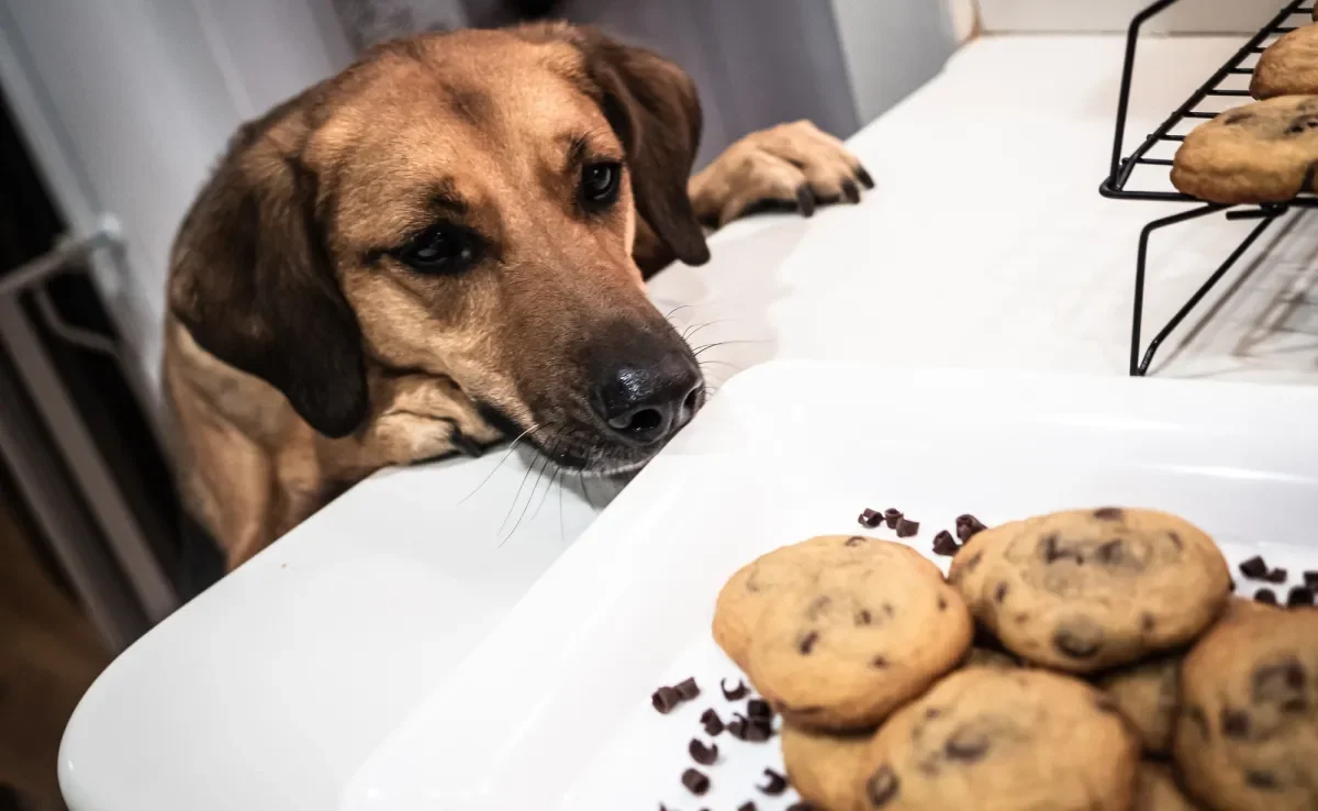 Veja quais são os alimentos proibidos para cachorro que devem passar longe do pet