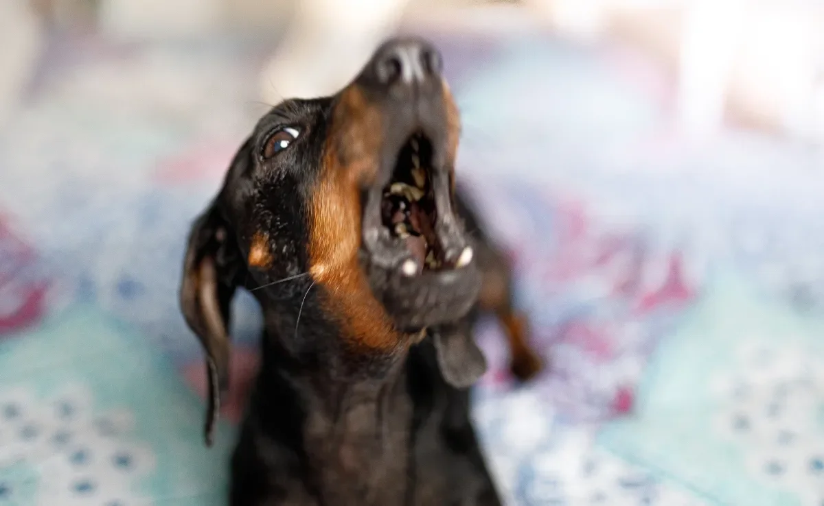 O latido de cachorro é uma forma do pet alertar e se comunicar com os tutores