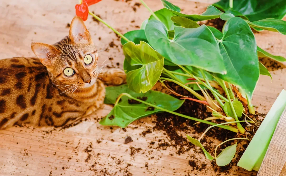 Alguns gatos são conhecidos pelo alto nível de energia e adoram se aventurar