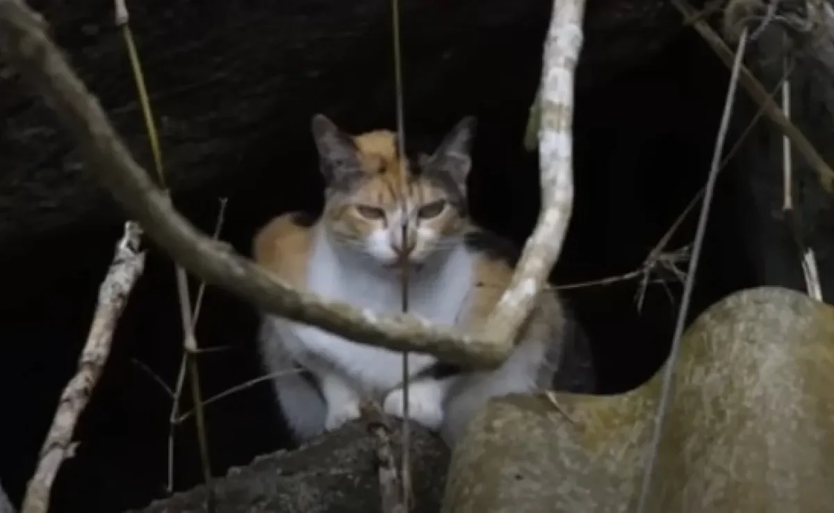 A Ilha dos gatos é rondada de mistérios, mas revela uma triste realidade de abandono (Créditos: Youtube/Canal On)