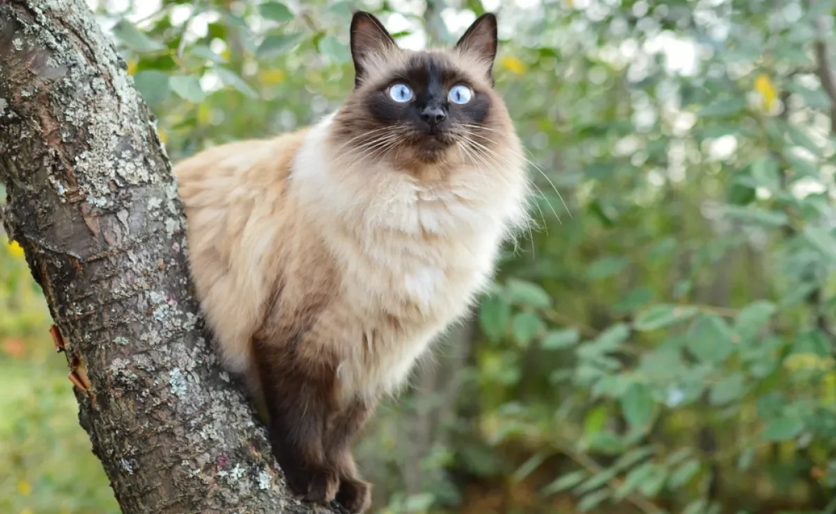 O gato Balinês é bem peludinho e tem uma personalidade sociável