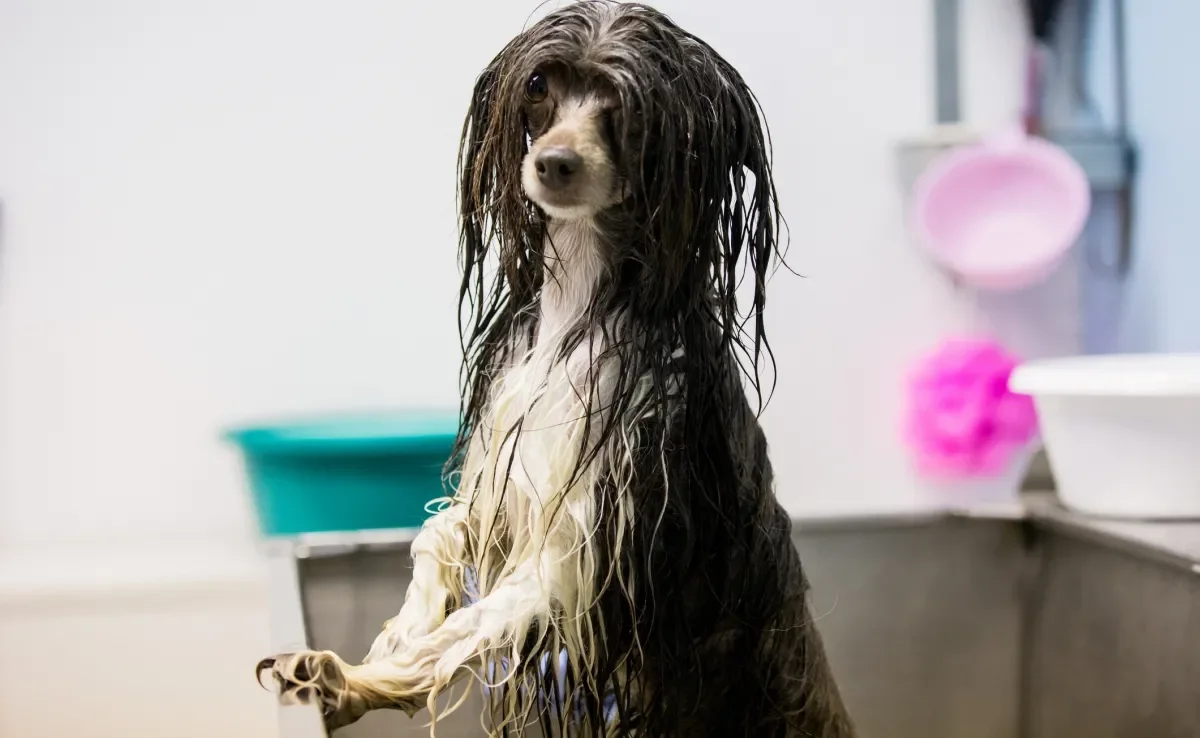 Veja os critérios de tutores na escolha de um banho e tosa perfeito para o pet