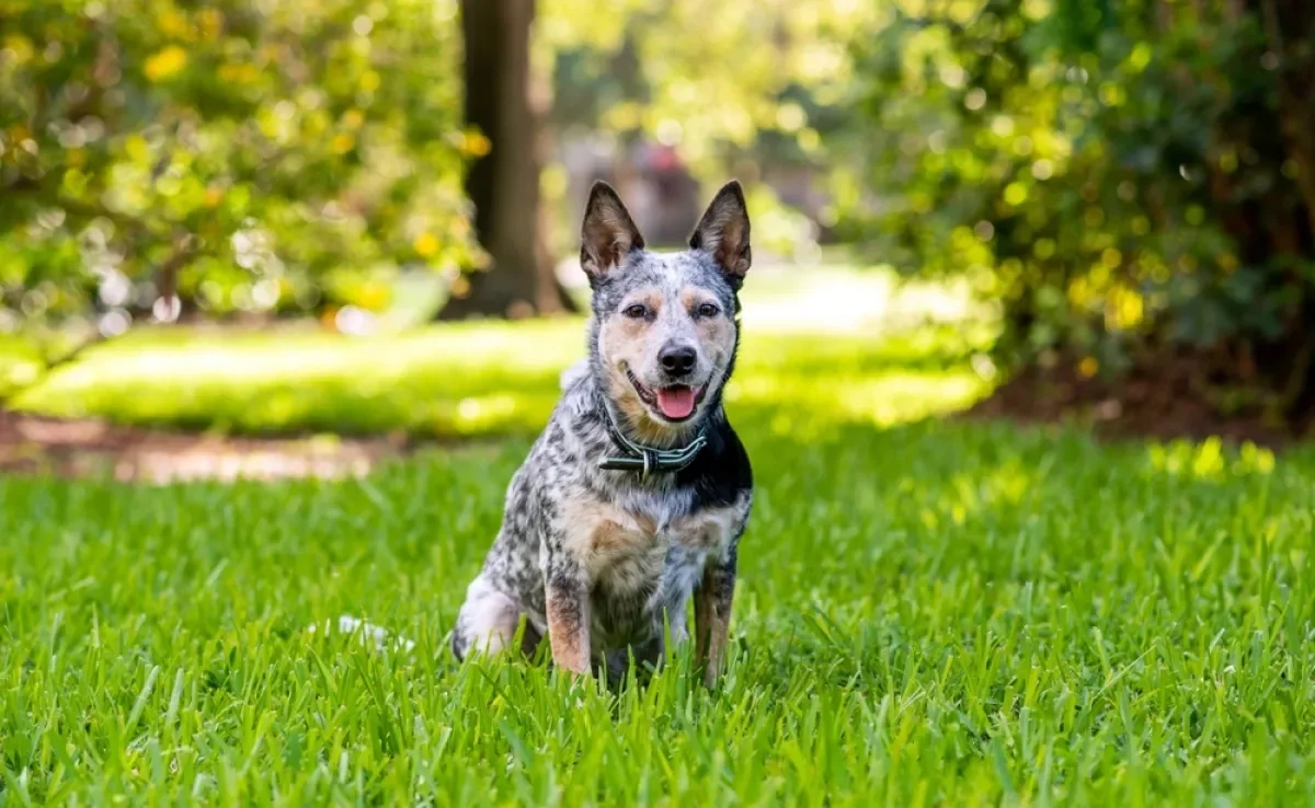 O Blue Heeler é uma das cores possíveis do Boiadeiro-australiano