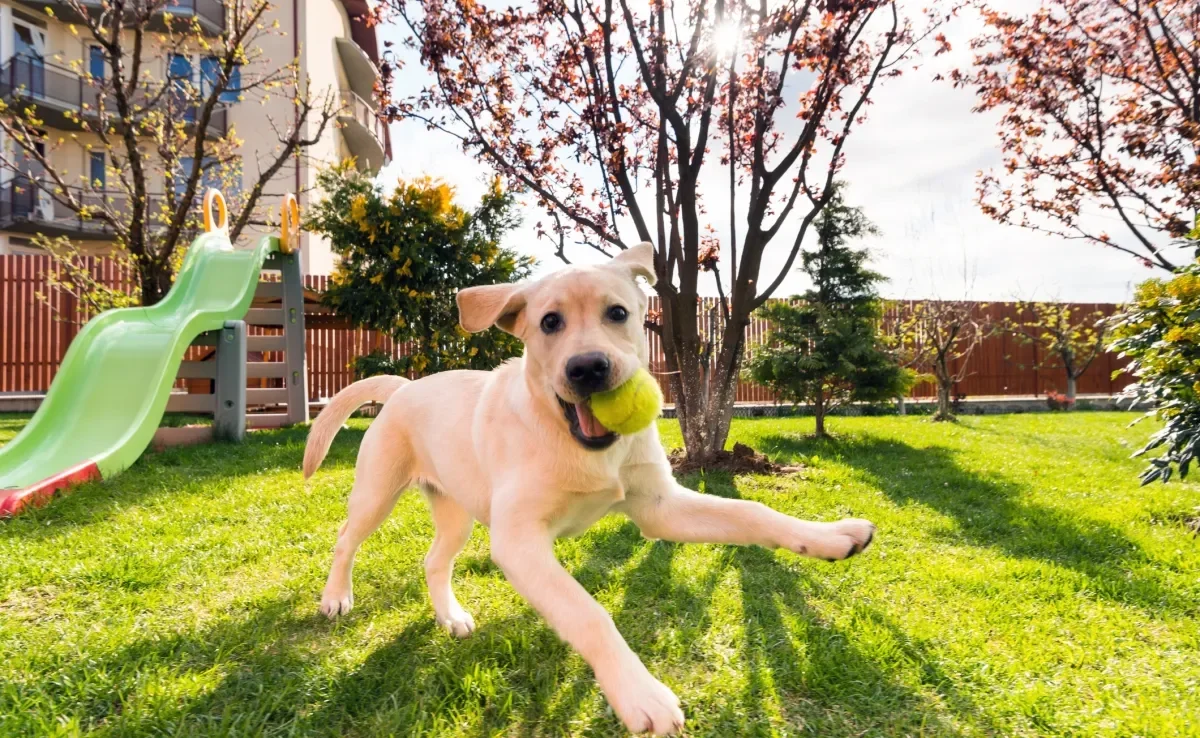 Os brinquedos para cachorro deixam os pets mais felizes e saudáveis