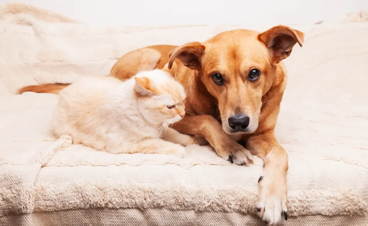 Gato e cachorro com câncer terminal precisam de cuidados paliativos para maior conforto