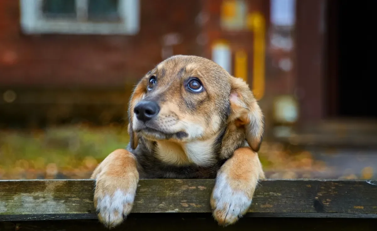 O cachorro tem sentimento e pode ficar triste com diversas situações