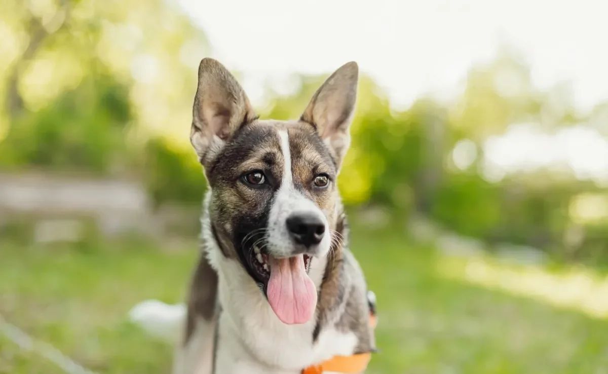 O cachorro com calor excessivo pode ter graves problemas de saúde