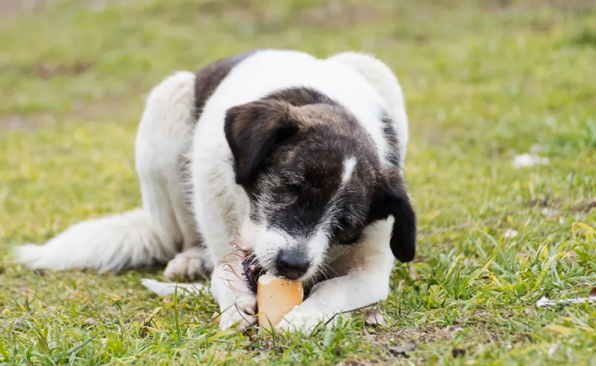 Achar que cachorro pode comer pão pode ser um grande erro