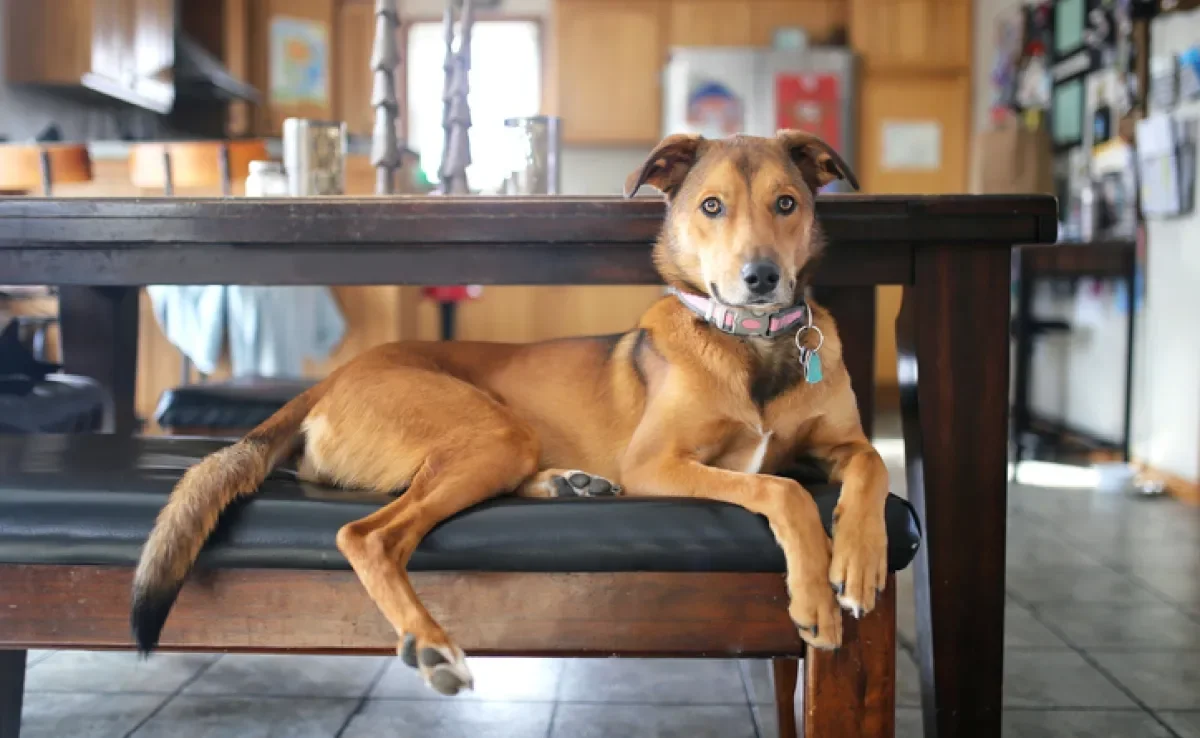 Alguns cachorros para apartamento podem te surpreender