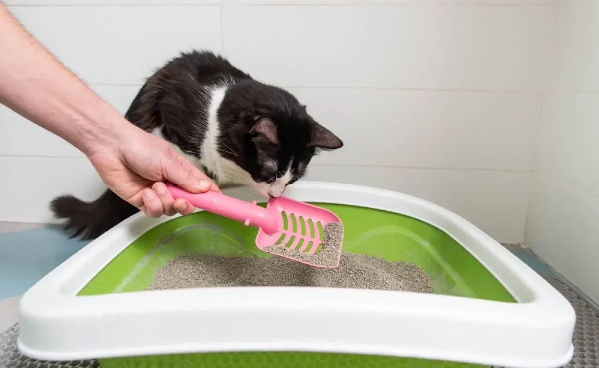 A caixa de areia para gatos precisa de uma limpeza superficial, e outra mais intensa