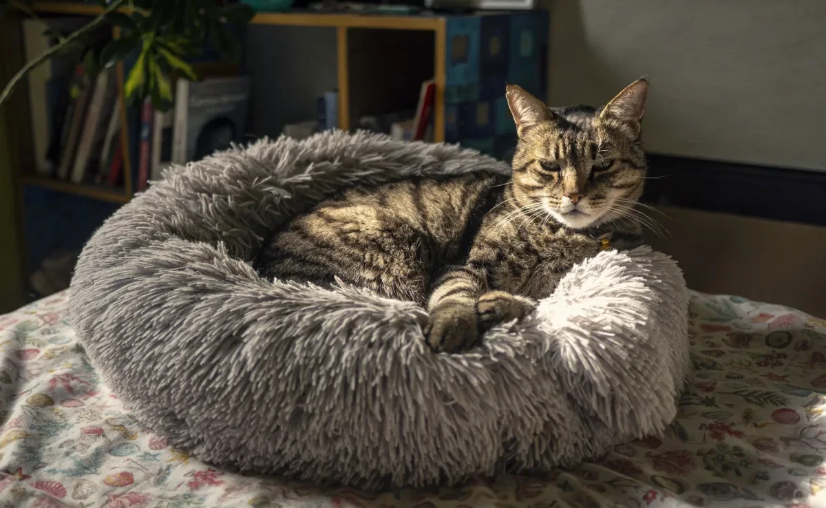 A cama para gato traz conforto e segurança ao animal