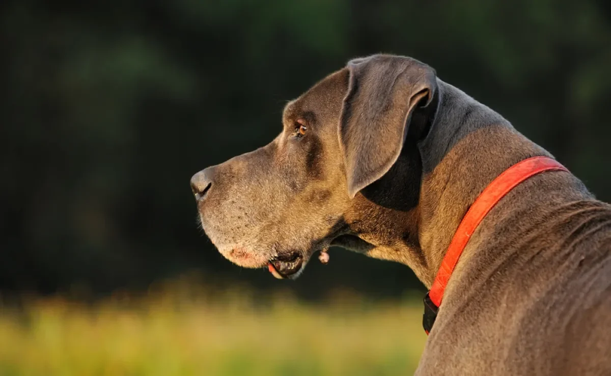 O caroço em cachorro nem sempre é maligno, mas somente um profissional poderá identificar isso