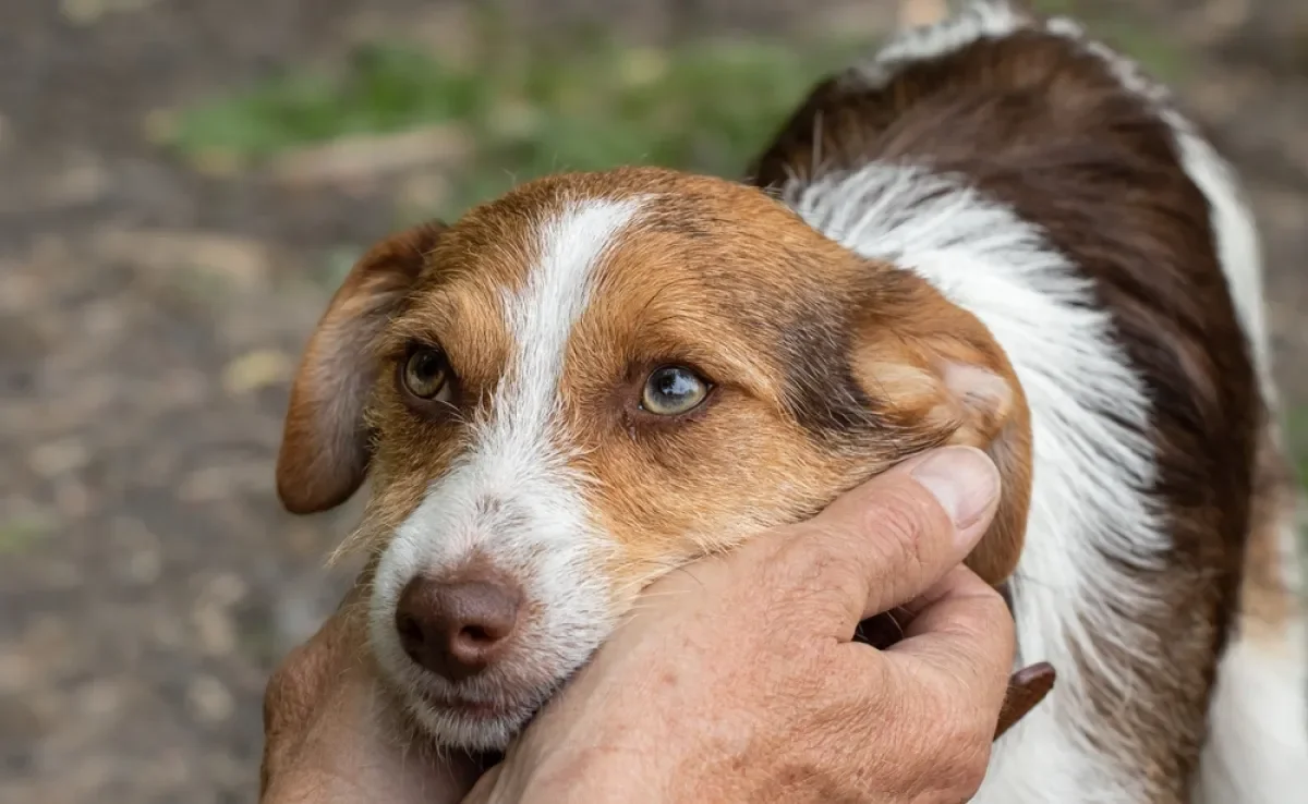 O cérebro de cachorro tem várias curiosidades impressionantes