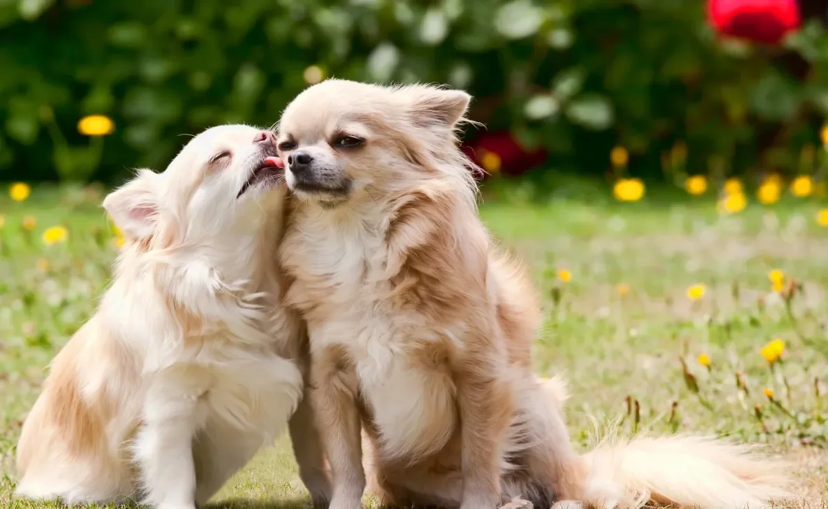 O cio de cachorro é um momento de muitas mudanças na vida do pet