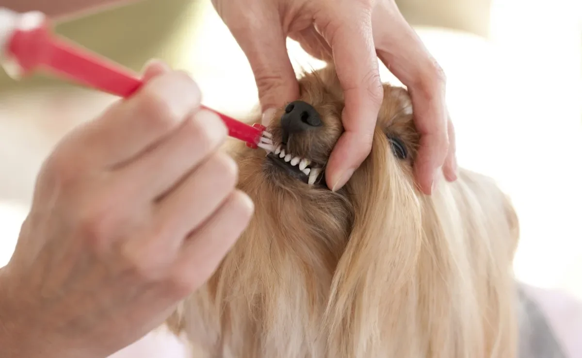 Saber como escovar dente de cachorro da maneira correta é muito importante