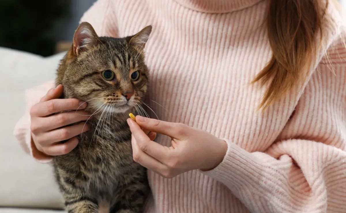 Como dar remédio para gato do jeito certo exige atenção, é bom seguir algumas dicas