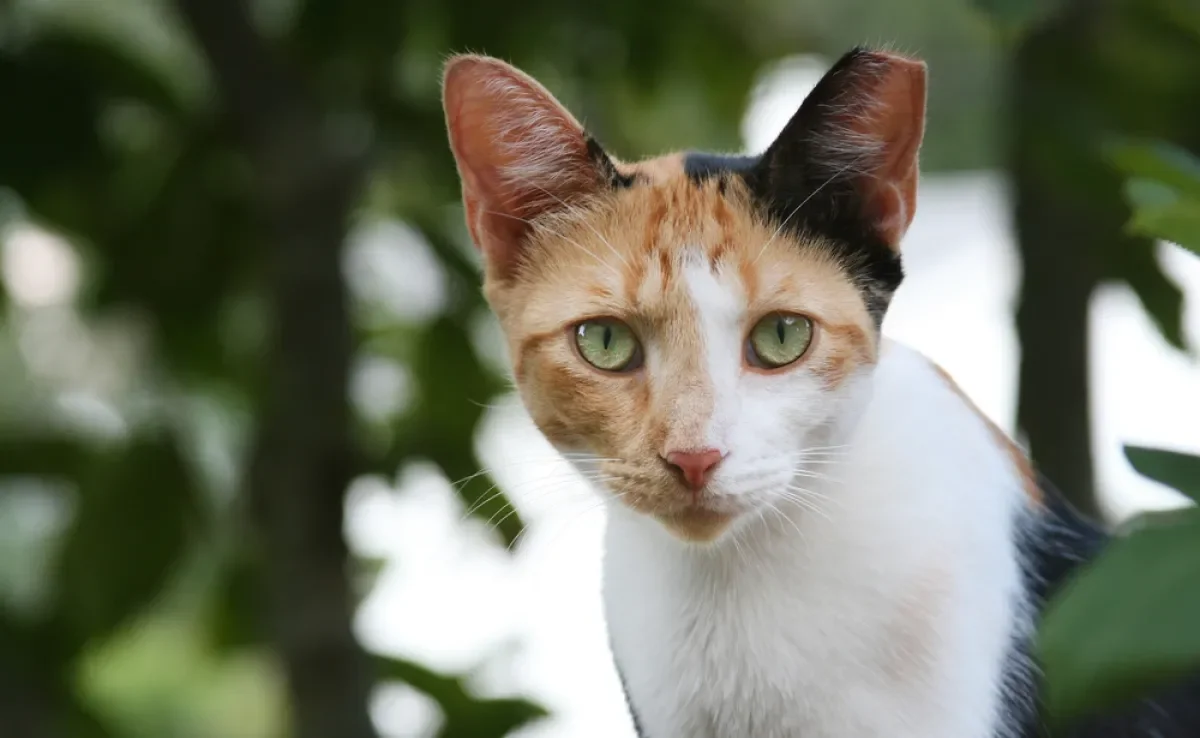 Existem formas de como saber se o gato é fêmea pela cor, mas não são tão garantidas