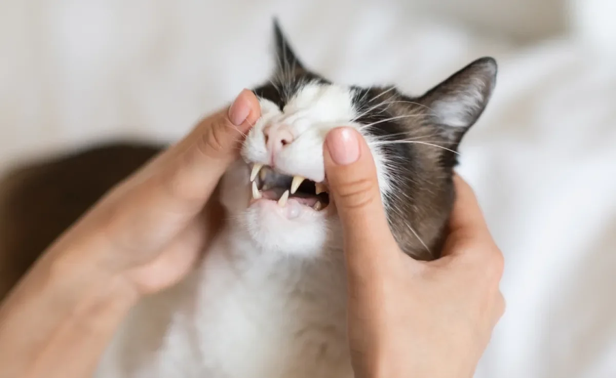 O dente de gato não deveria cair quando ele fica mais velho