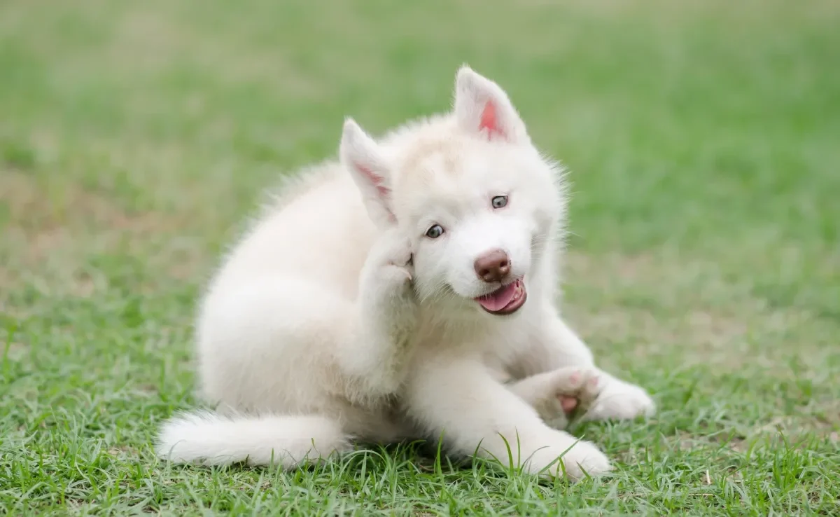 A coceira é um dos principais sintomas de doenças de cachorro na pele 