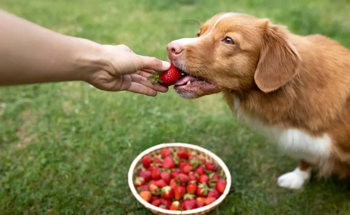 Algumas frutas para cachorro podem ser grandes aliadas da saúde do seu pet