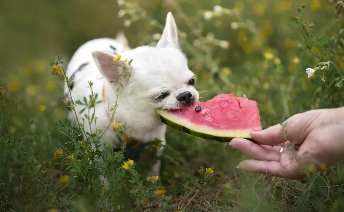 Saber quais frutas para cachorro são liberadas ou não pode salvar a vida do seu pet