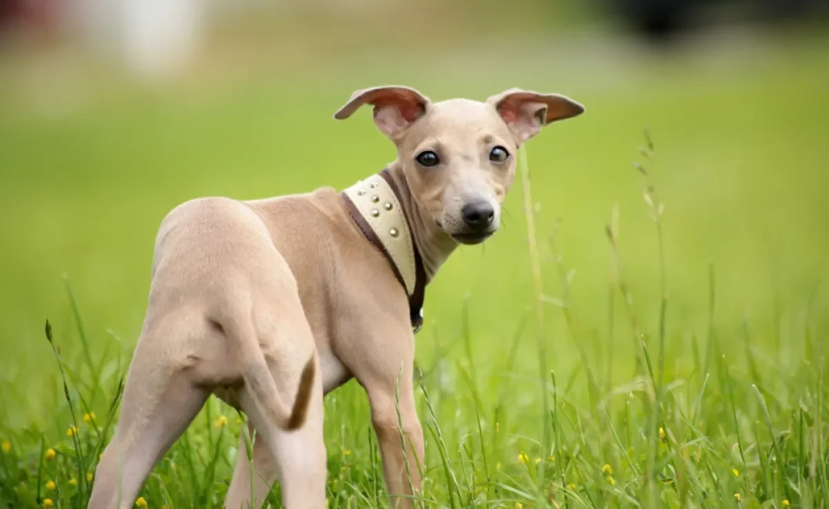 O Galgo Italiano é uma raça muito querida e especial 