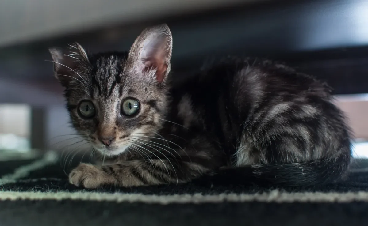 Muitas situações podem deixar um gato com medo no primeiro ano de vida