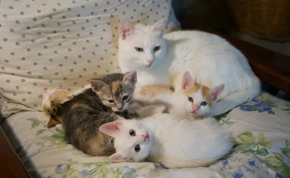 É importante separar o gato filhote da mamãe e os irmão no período certo