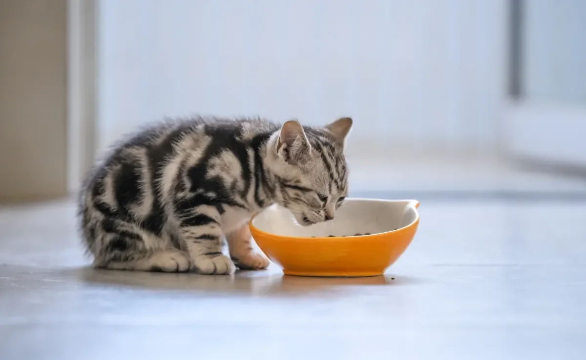 Veja quantas vezes oferecer ração para o gato filhote 