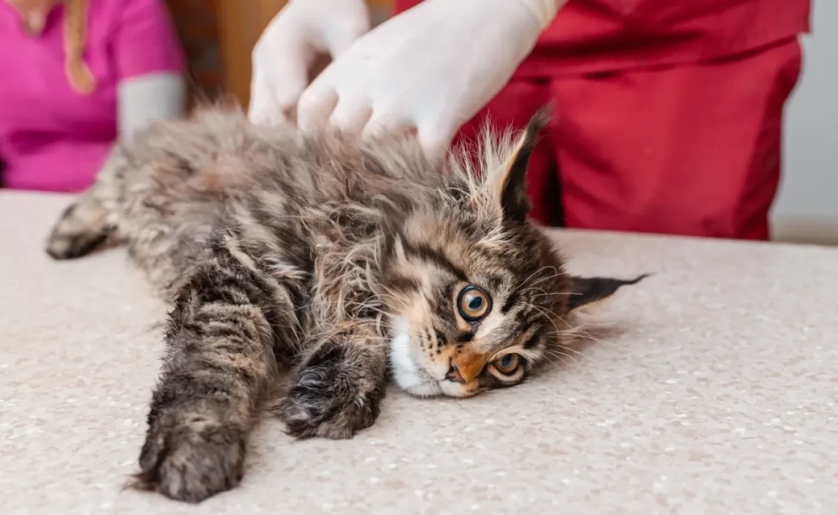 Veja quais dúvidas tirar na primeira consulta com gato filhote