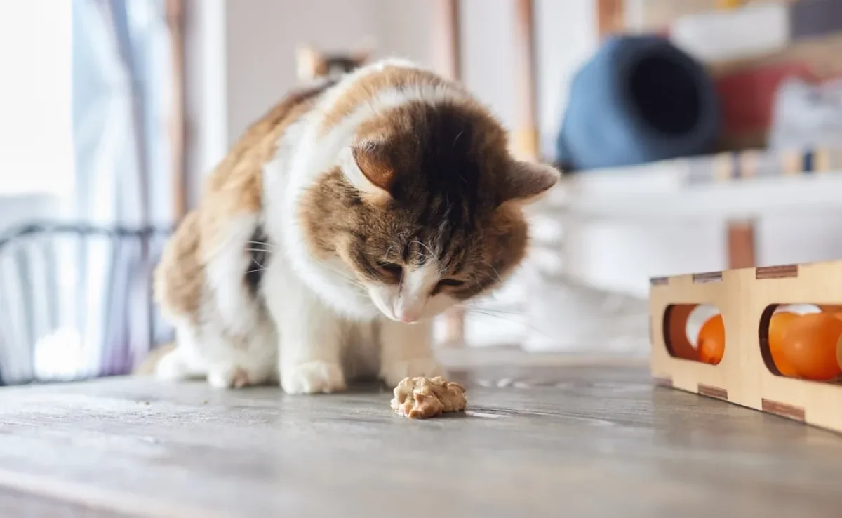 O gato vomitando ração nem sempre é indicativo de um problema sério