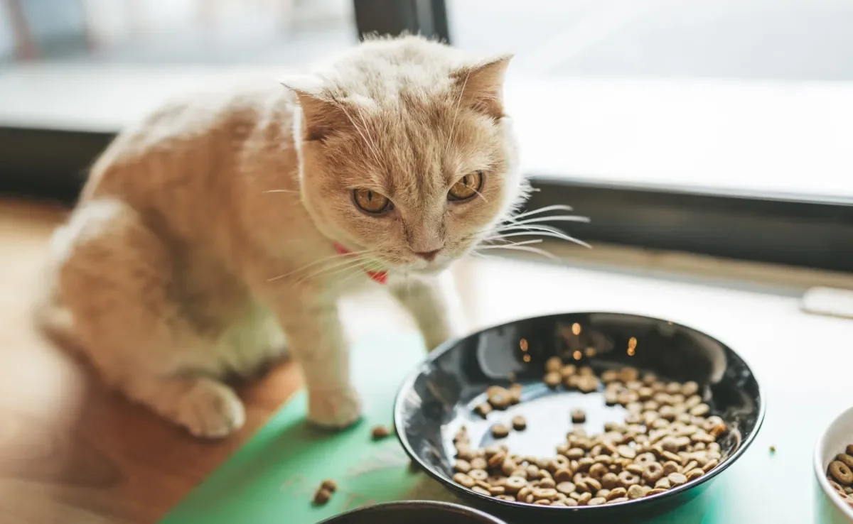 O gato com calor pode ficar mais seletivo com o que ele come