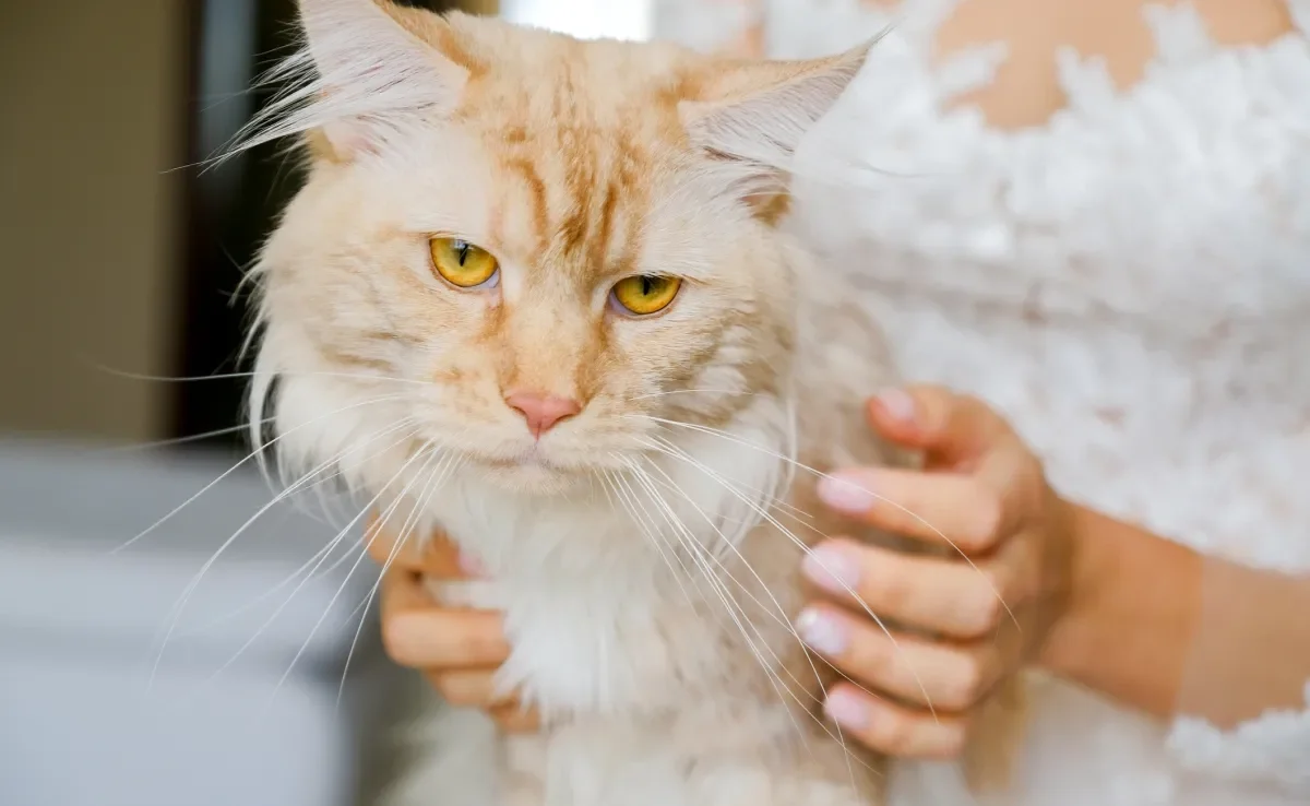 Um gato triste e apático precisa de atenção