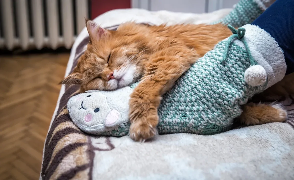 O gato é fascinado pelos pés dos humanos por diferentes motivos