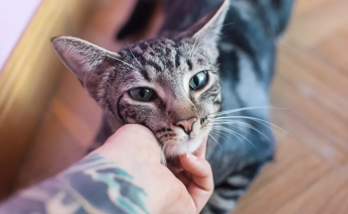 O gato seguindo o dono pode acontecer porque ele te vê como mãe dele