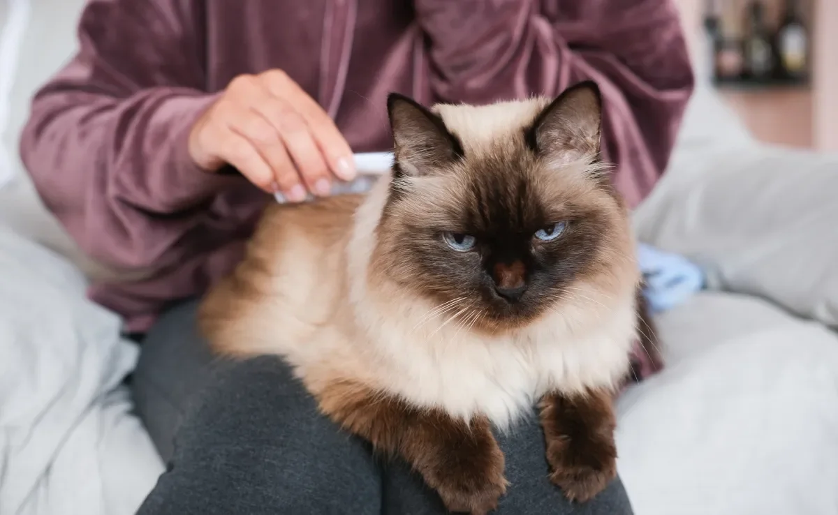 Seu gato precisa de uma atenção especial com a higiene, alimentação e outros hábitos