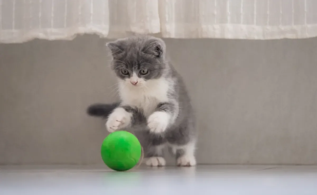 Muitos gatos gostam de brincadeiras interativas, como buscar objetos