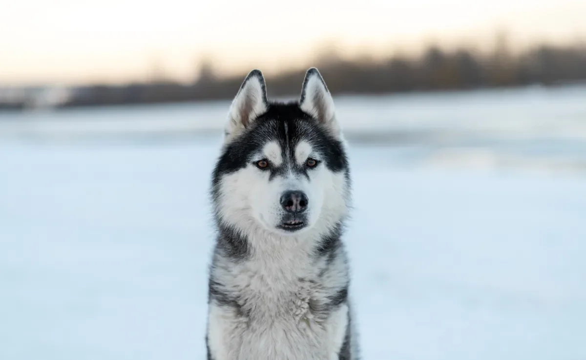 O Husky Siberiano é comparado com o lobo-cinzento