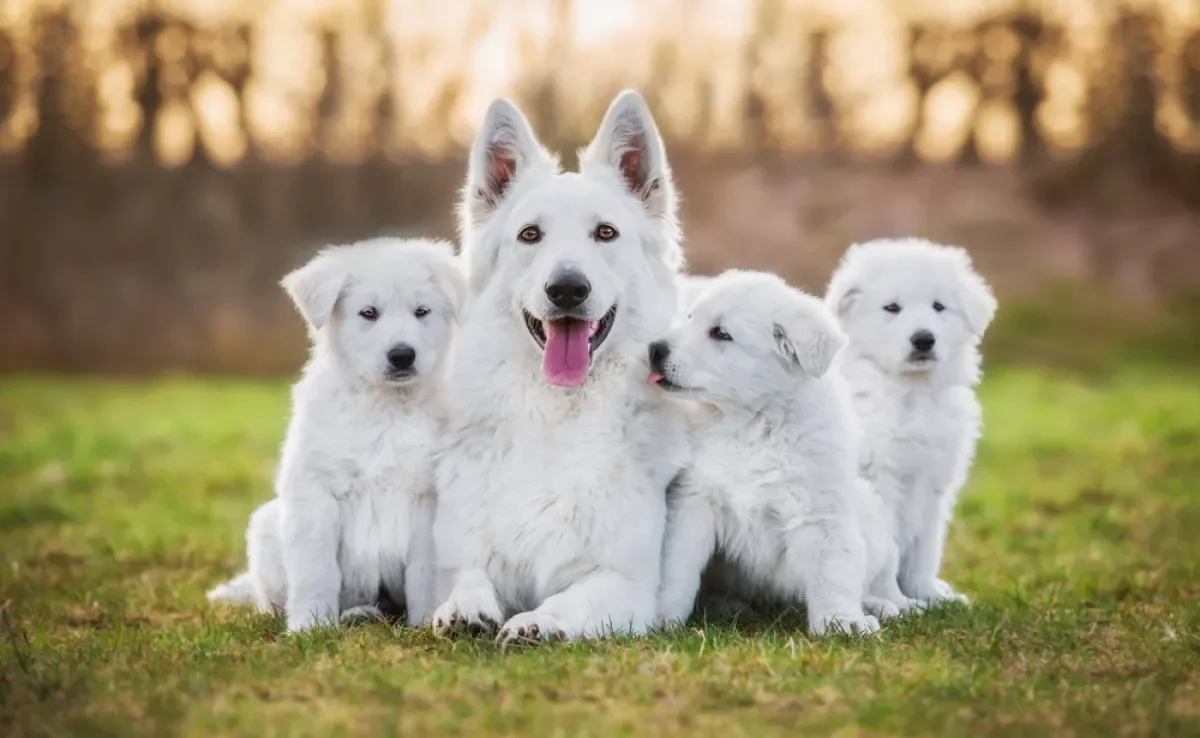 Calcular a idade dos cachorros não é muito difícil