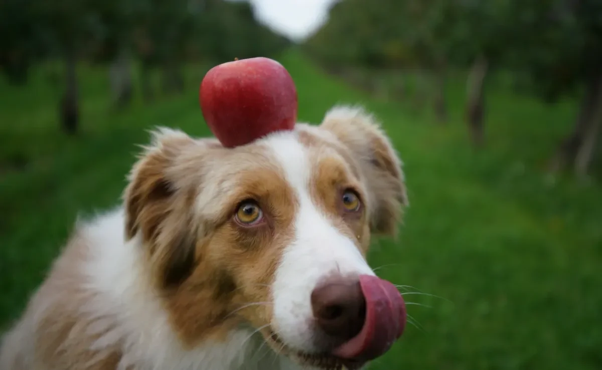 Confira quais frutas e legumes para cachorro oferecer para o pet