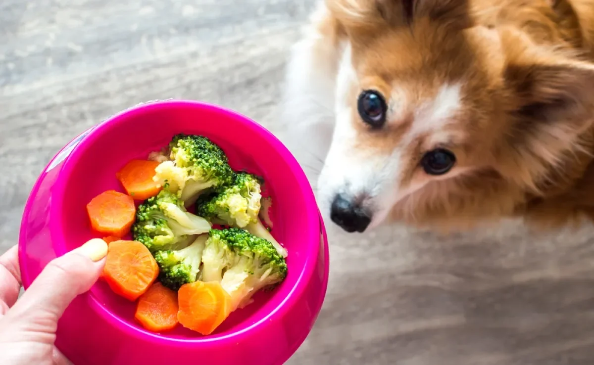 Alguns legumes para cachorro podem ser super benéficos para a saúde canina