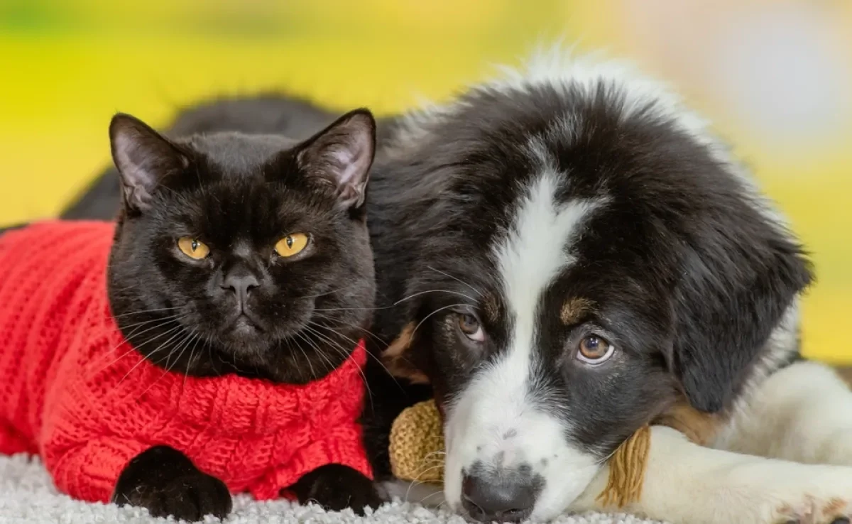 O luto animal é marcado por diferentes comportamentos