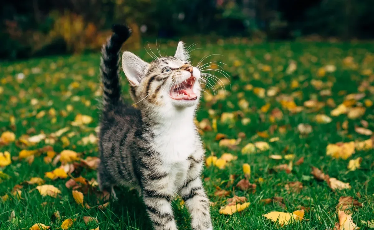 O miado de gato pode indicar uma série de emoções