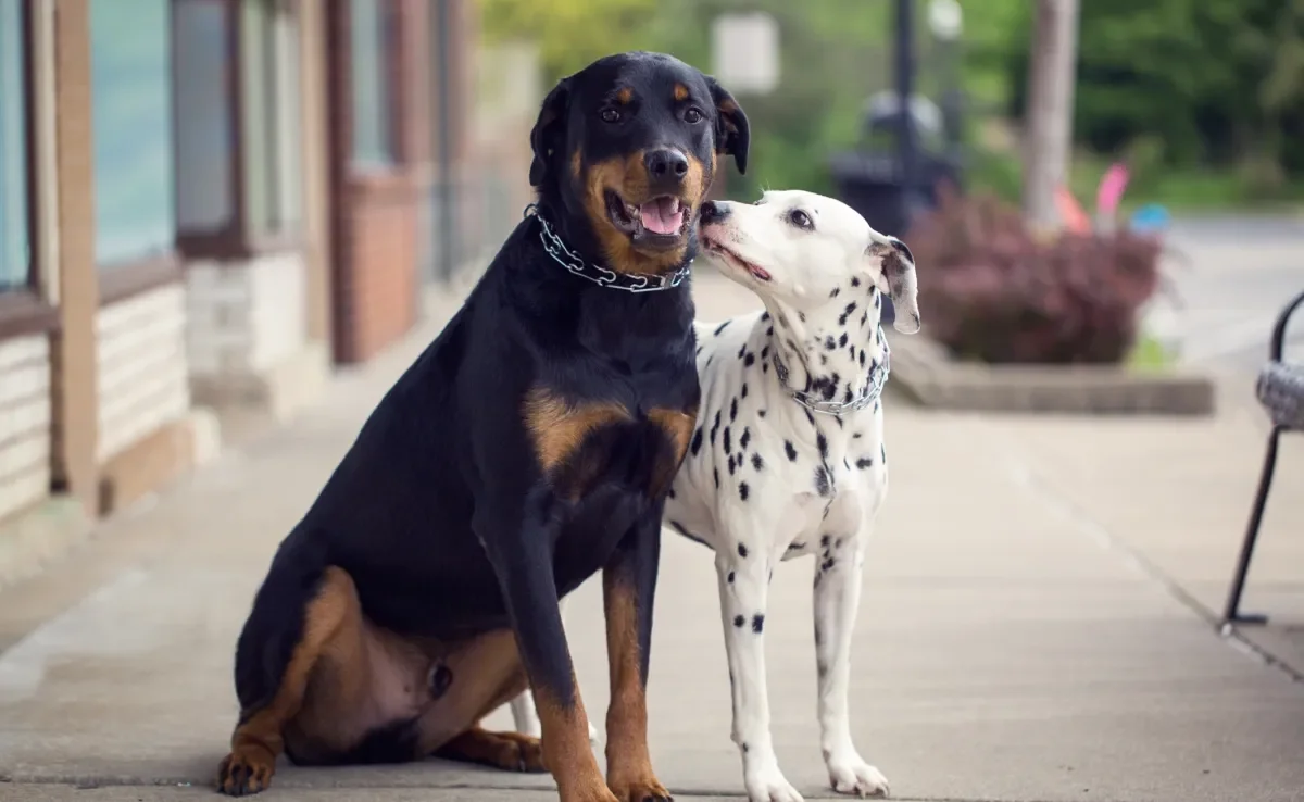 Os nomes para cachorro imponente refletem a personalidade e aparência do pet